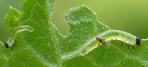 Réf. 183 874 : Pristiphora appendiculata
